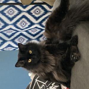 Image of Wicket, Lost Cat