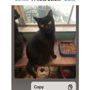 Image of Birmi, Lost Cat
