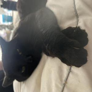 Image of Chupas/Chompy, Lost Cat