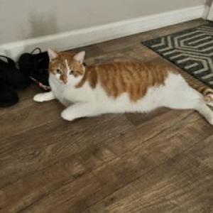 Lost Cat Oliver