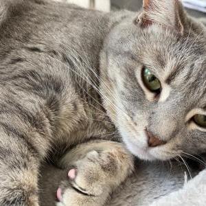 Image of Dinah, Lost Cat