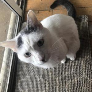 Lost Cat Lulu