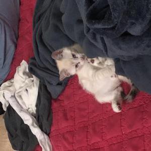 Image of King, Lost Cat