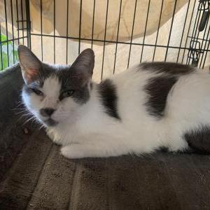 Image of Sasha, Found Cat