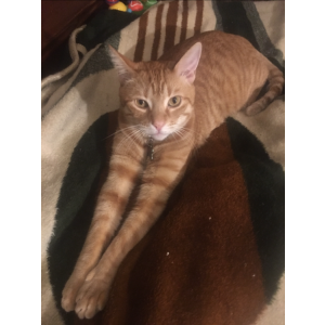 Lost Cat Tigger