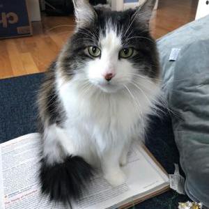 Lost Cat Fenway