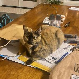 Image of Artemis, Lost Cat