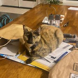 Lost Cat Artemis