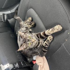 Found Cat unknown