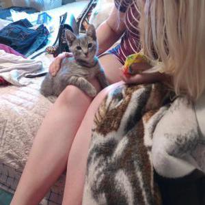Image of Tiger, Lost Cat