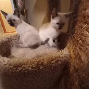 Image of Smokey & Pretty Girl, Lost Cat