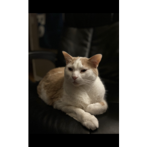 Lost Cat Fendi