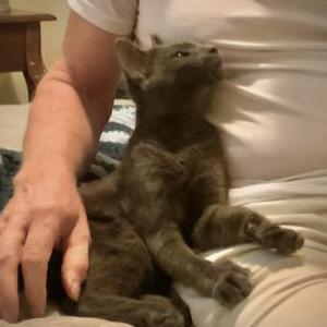 Image of Unknown, Found Cat