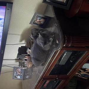 Image of Gracie, Lost Cat