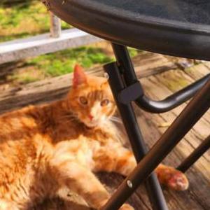 Image of George, Lost Cat
