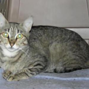 Image of Cleo, Lost Cat