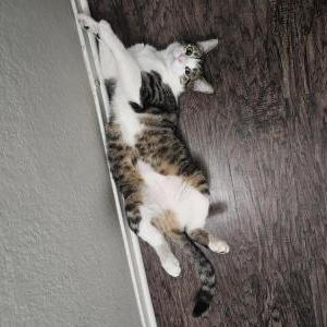 Image of Coco, Lost Cat