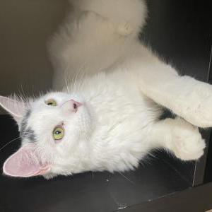 Image of Frosty, Lost Cat