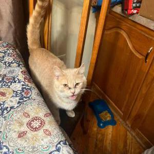 Image of French toast, Lost Cat