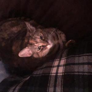 Lost Cat Suki