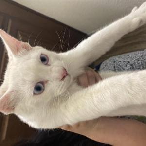 Found Cat Unkown