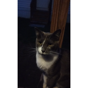 Image of Unknown, Found Cat