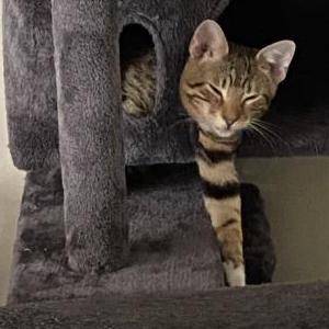 Lost Cat Moon