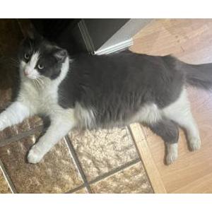 Lost Cat Willie