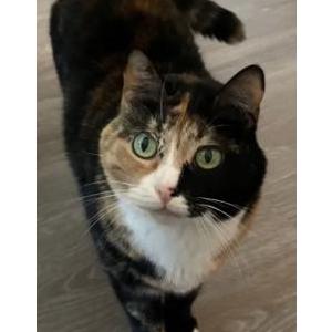 Lost Cat Buttercup