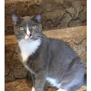 Lost Cat Socks