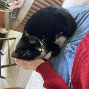 Lost Cat Betty