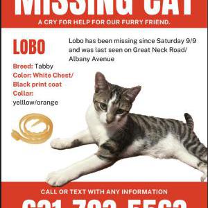 Image of Lobo/ Capullo, Lost Cat