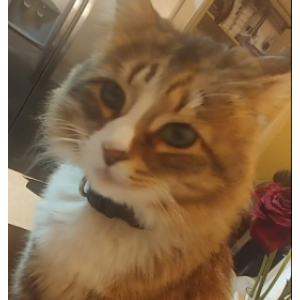 Lost Cat Monkey