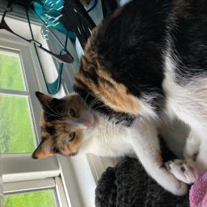 Image of Sahars, Lost Cat