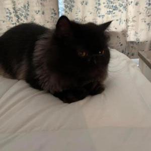 Lost Cat Loki