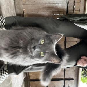 Image of Marley, Lost Cat