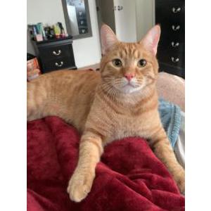 Image of Pesto, Lost Cat