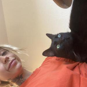 Image of Steelix, Lost Cat