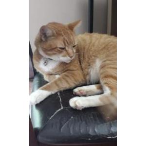 Lost Cat Toby