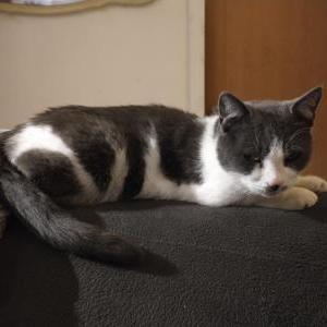 Lost Cat Peaches