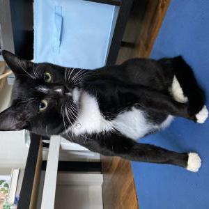 Image of Nappeunni, Lost Cat