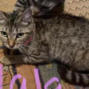 Lost Cat Nala