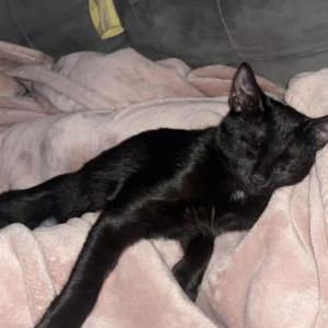 Lost Cat Mr kitty