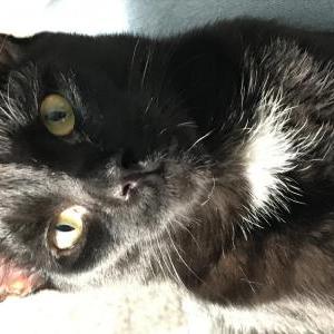 Lost Cat Luna