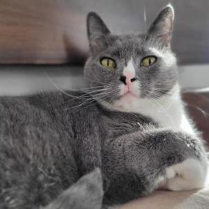 Image of Lucilla, Lost Cat