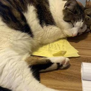 Lost Cat Butterball