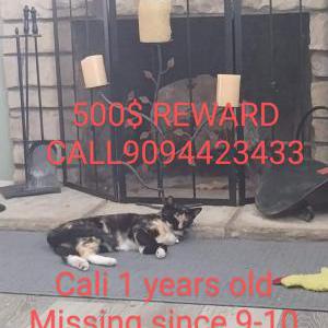 Lost Cat Cali