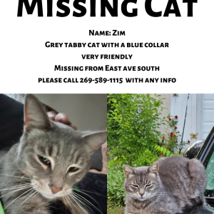 Lost Cat Zim