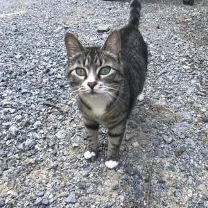 Lost Cat Mel