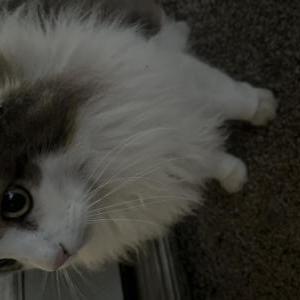 Image of Boo, Lost Cat